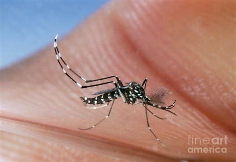 Asian Tiger Mosquito Male Photograph By Pascal Goetgheluckscience