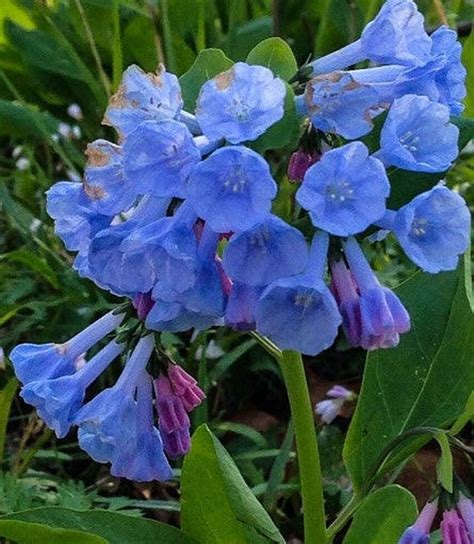 Virginia Bluebells Are Quick Growing Perennials Blue Spring Flowers