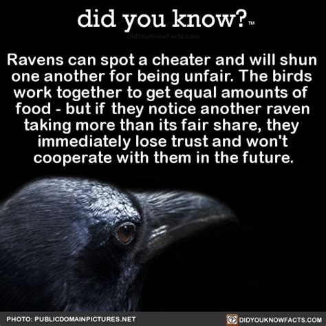ravens can spot a cheater and will shun one did you know