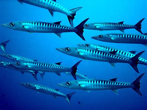 Barracuda Vis Duiken · Gratis Foto Op Pixabay