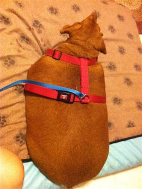 Meet Dennis The Obese Dachshund Who Dieted His Way Out Of 44 Pounds Of Fat