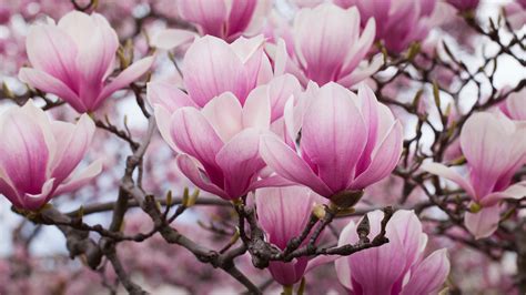 Magnolia Trees A Guide To The Most Popular Varieties Gardeningetc