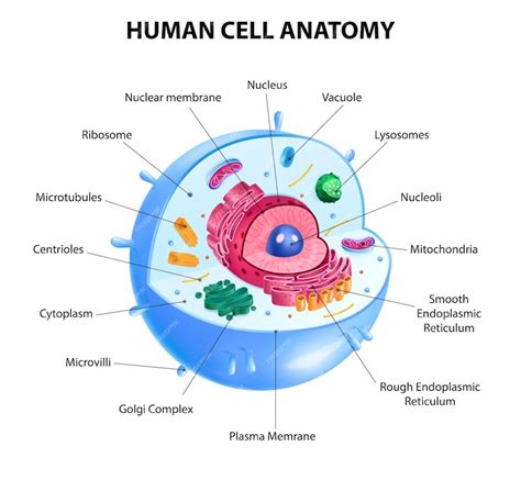 Realistische Menselijke Cel Anatomie Diagram Infographic Poster