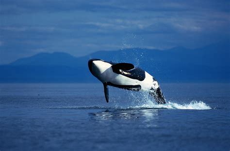 Breaching Orca Whale Orcinus Orca By Stuart Westmorland