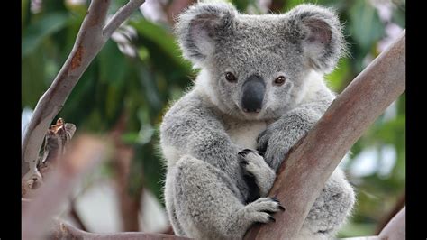 Fun Facts Of Koala Bear Youtube