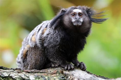 104 black tufted ear marmoset premium high res photos. Black Tufted Marmoset - Pet | Diet | Baby | Facts ...