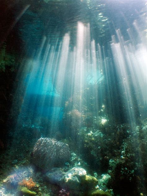 Check spelling or type a new query. Perairan Raja Ampat Papua Barat