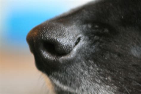 Hai friends thank you so much for watching my video. Black dog's black nose on the end of his black snout