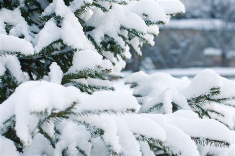 3840x2160 Wallpaper Snow Covered Pine Tree Peakpx