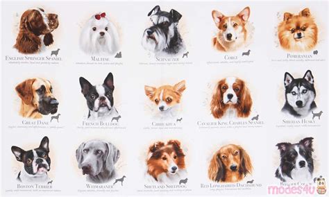 Click on the picture to be taken to the breed profile. light cream cute dogs name Dog Breeds fabric by Elizabeth ...