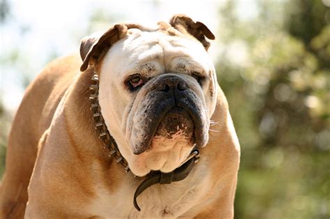 Everything You Need To Know About Miniature English Bulldogs