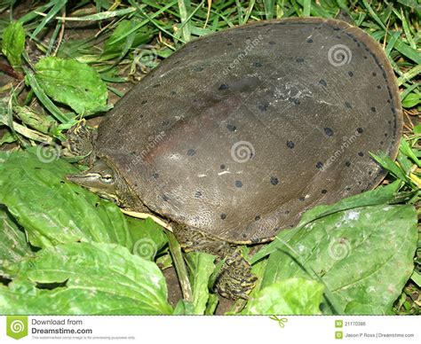 Spiny Softshell Turtle Apalone Spinifera Stock Photo Image Of Fauna