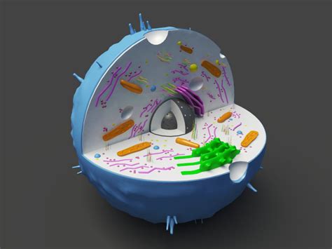 Are you taking ap bio or ib bio? Animal Cell 3D Model - 3D Models World