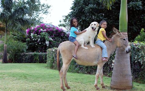 Jamaica Zoo Jamaica Animals Attractions Picture St Elizabeth