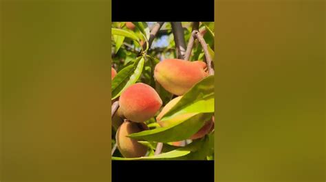 Peaches 🍑 Yummy 😋 Peach Session Good Shorts Youtube