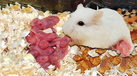 Wonderful Hamster Giving Birth First Time At Home Reproduction In