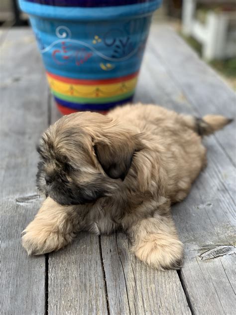 The shih poo is a crossbreed between a shih tzu and a miniature poodle. Shih-Poo Puppies For Sale | Flowery Branch, GA #325667
