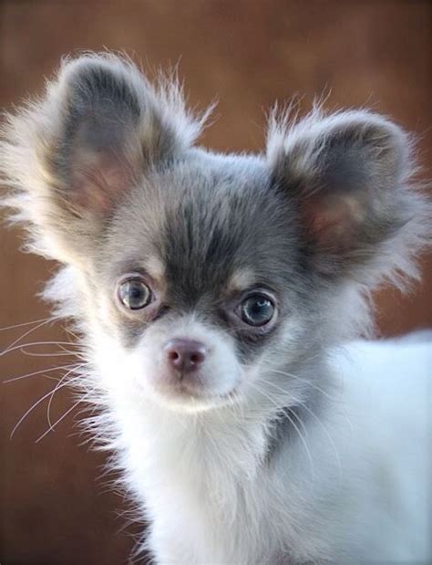 23 Chihuahua Dog Puppies L2sanpiero