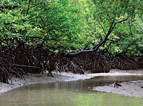 A Visit To Langkawis Endangered Mangroves Expatgo