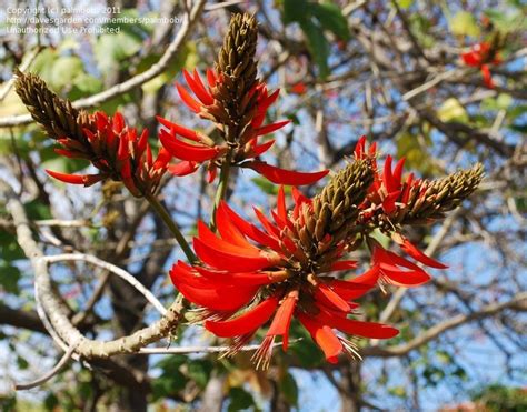 Plantfiles Pictures Erythrina Species Coral Tree Erythrina Sykesii