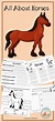 150 Horse Worksheets ideas in 2021 | horse camp, horse lessons, horses