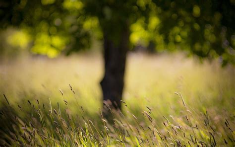 Download Nature Blurred Timothy Grass Field Wallpaper