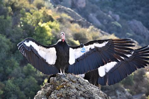 A Tagged Mating Pair Of California Condors Pinnacles National Park Ca