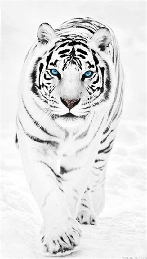 White Tigers Awesome White Tiger Hd Phone Wallpaper Pxfuel