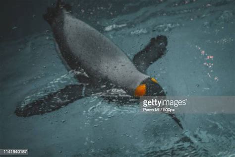 Nagasaki Penguin Aquarium Photos And Premium High Res Pictures Getty