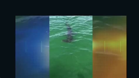 Hammerhead Shark Caught On Camera In Maryland Cnn Video
