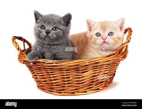 Two British Kittens In A Basket Stock Photo Alamy