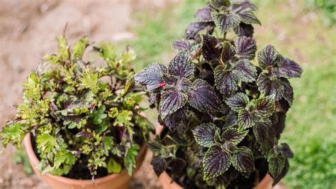 Coleus Plants Growing And Caring Tips Plants Spark Joy