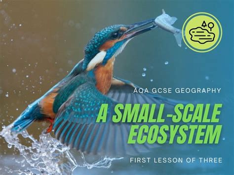 Aqa Geography Gcse The Living World Ecosystems A Small Scale Ecosystem Teaching Resources