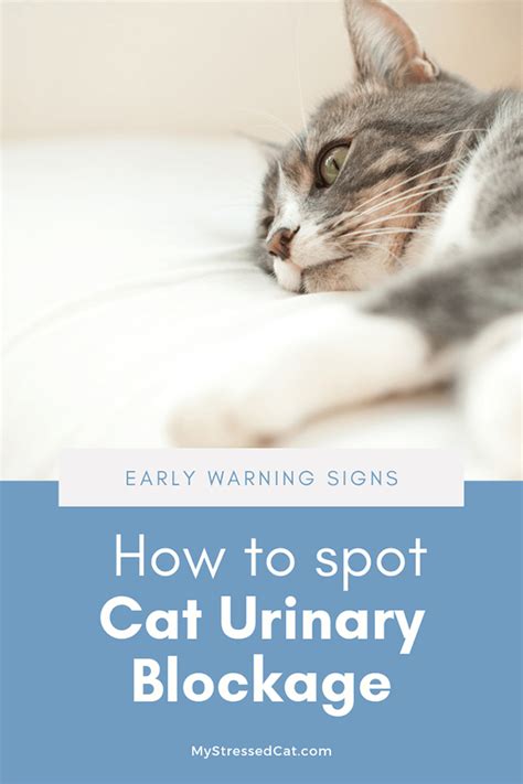 3 wysong uretic feline formula dry cat food. Crystals in Cat Urine: How to Spot Early Warning Signs ...