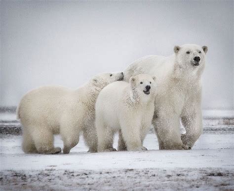 Three Polar Bears Are Walking In The Snow With One Bear Looking At The