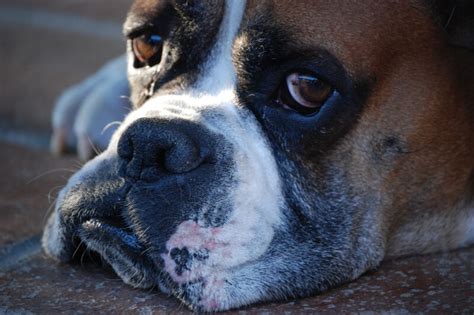 Fun Facts About Boxer Dogs