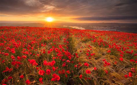 Images Nature Fields Spikes Flower Scenery Poppies Sunrise And