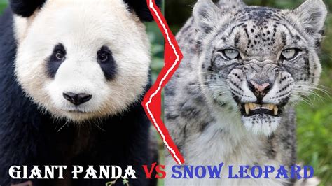 Giant Panda Vs Snow Leopard Giant Panda Vs Snow Leopard Who Will Win