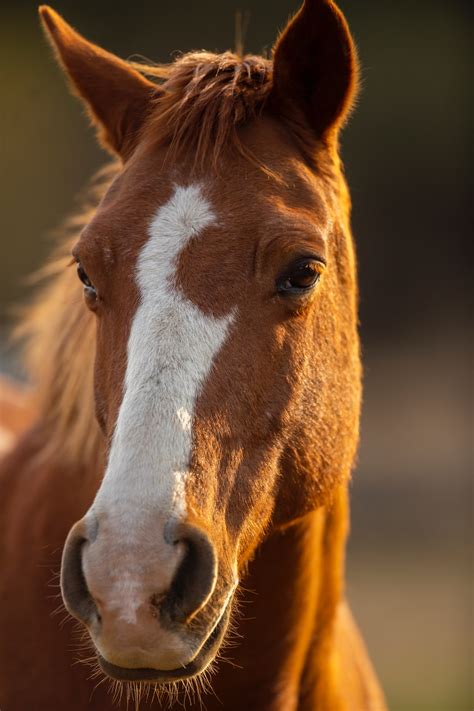 Cool Horse Backgrounds