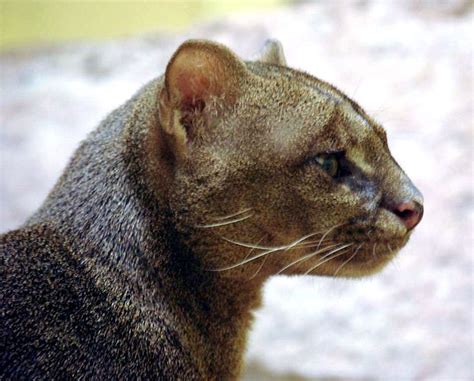 17 Best Images About Felidae 27 Jaguarundi Eyra Cat Puma