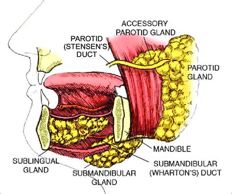 Salivary Glands Submandibular Sublingual And Parotid Glands Images