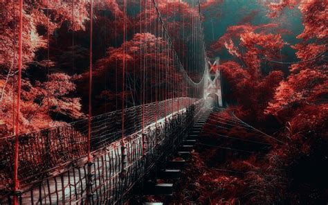 Nature Landscape Red Forest Bridge Mist Trees Walkway 1080p
