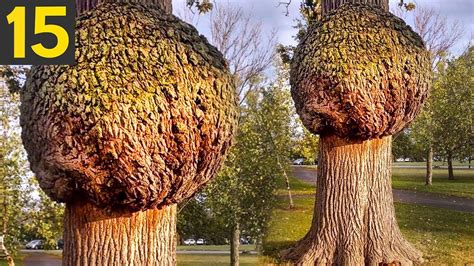 Most Unusual Trees In The World YouTube