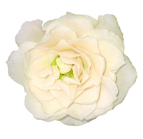 White Rose Transparent Background Png Play