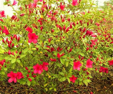 Red Formosa Azalea Southern Indica New Life Nursery And Garden