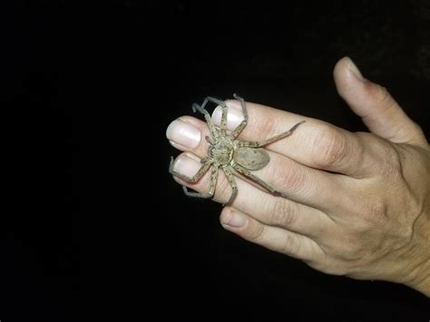 Unidentified Spider In Haleiwa Hawaii United States