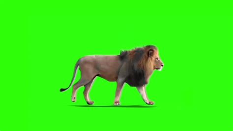 Animals In Green Screen Youtube