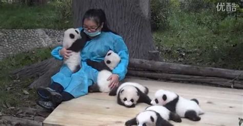 Best Job Ever Woman Hugs Baby Pandas And Gets Paid 32000 Elite Readers
