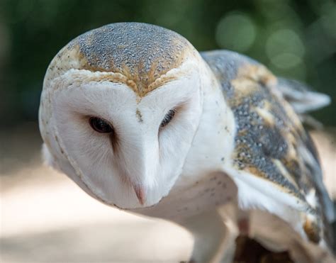 Barn Owlet