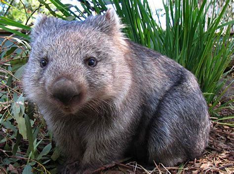 Check spelling or type a new query. 154 best images about Animals- Australian Native Birds and ...